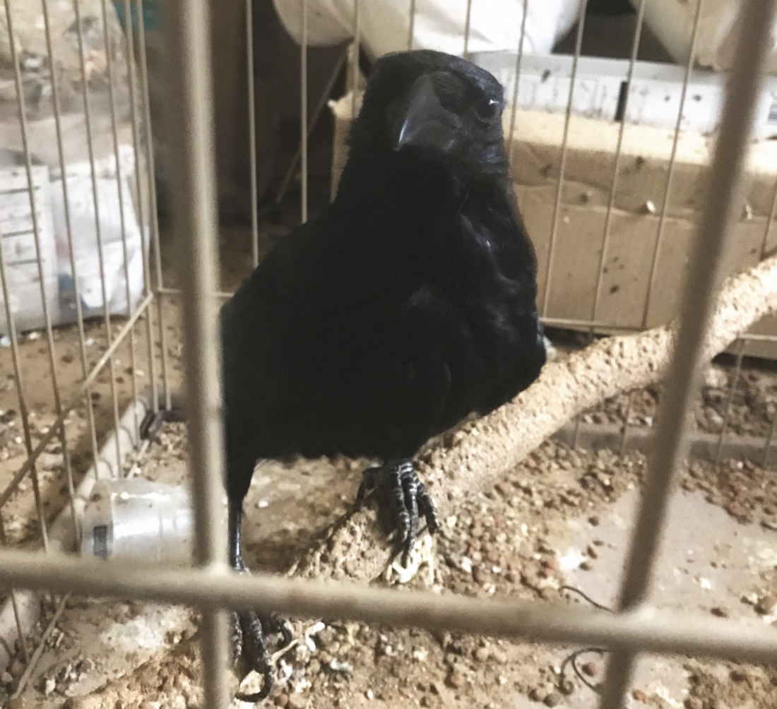 ハシボソガラス