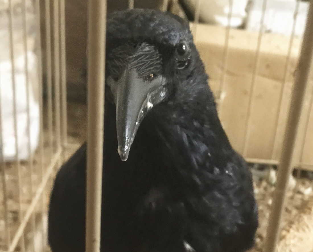 ハシボソガラス