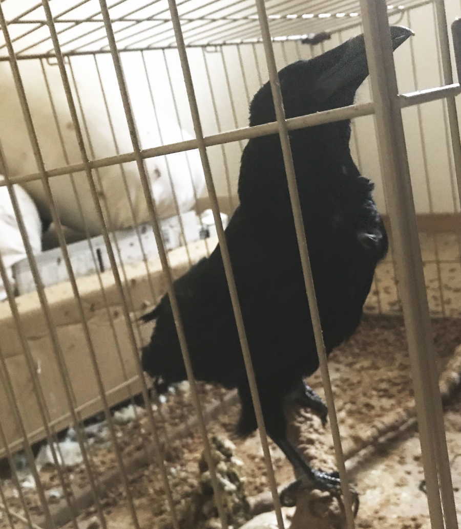 ハシボソガラス