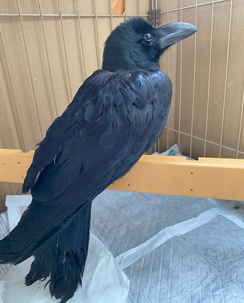 ハシブトガラス