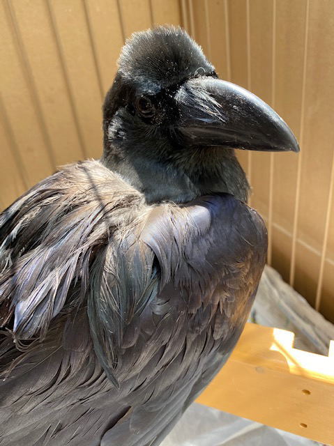 ハシブトガラス