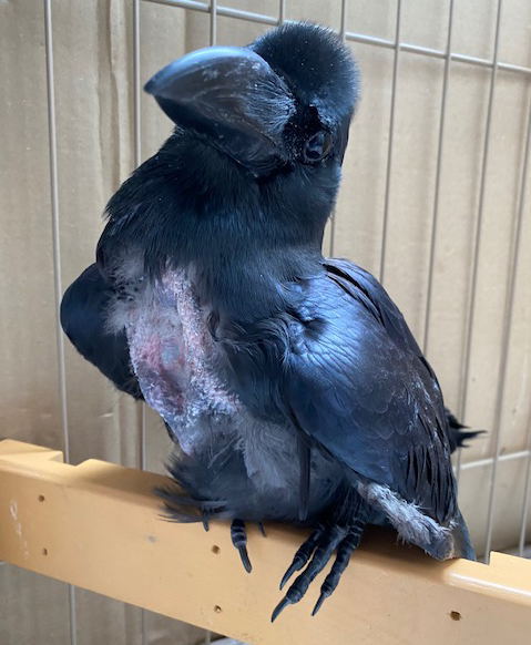 ハシブトガラス