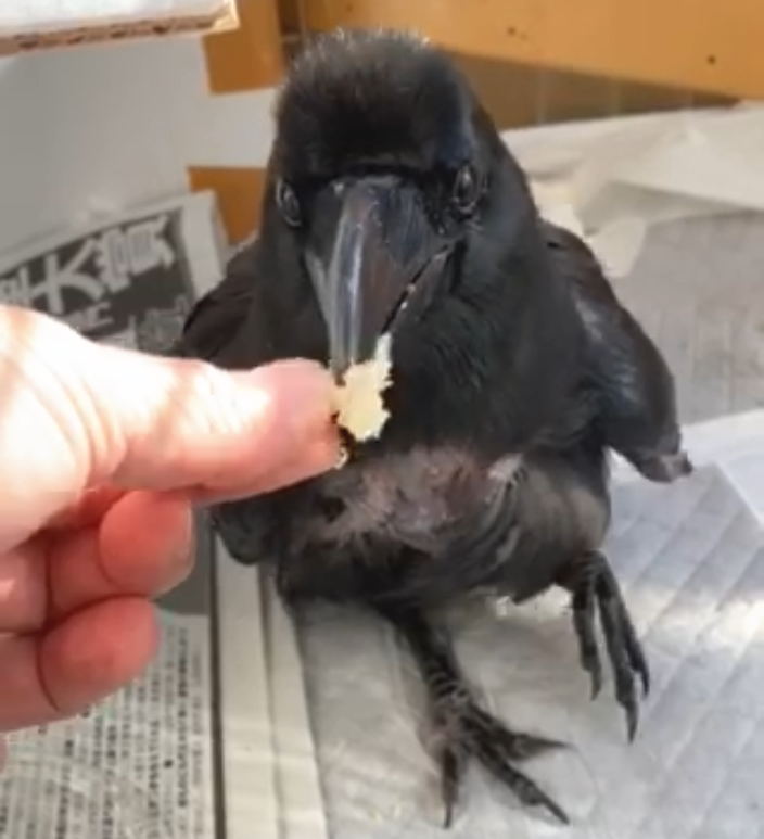 ハシブトガラス