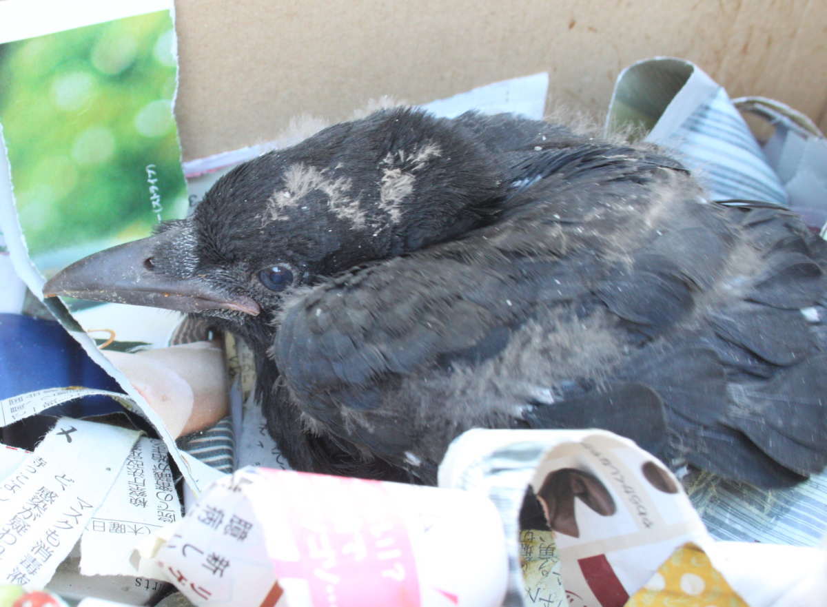 ハシブトガラス