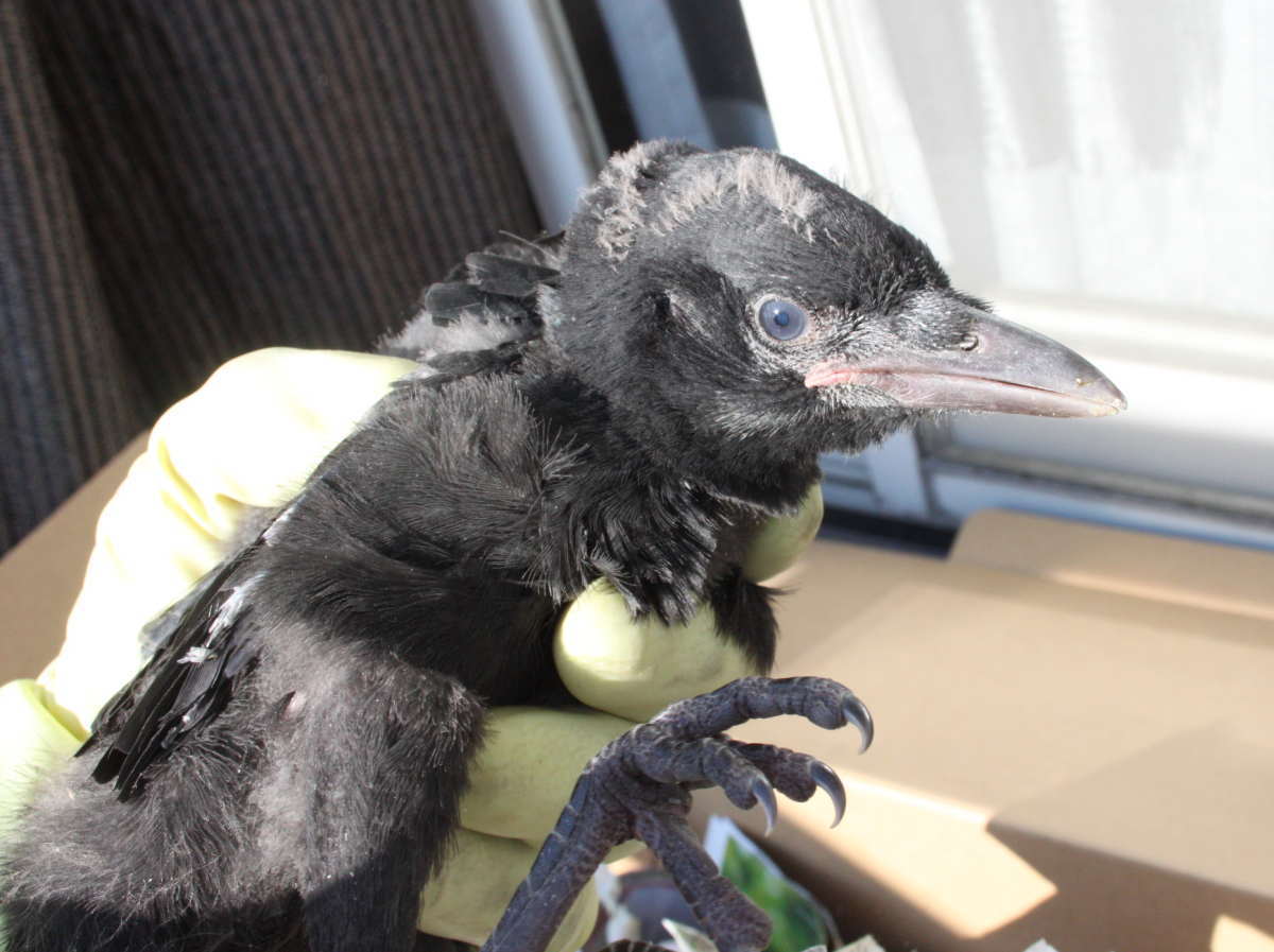 ハシブトガラス