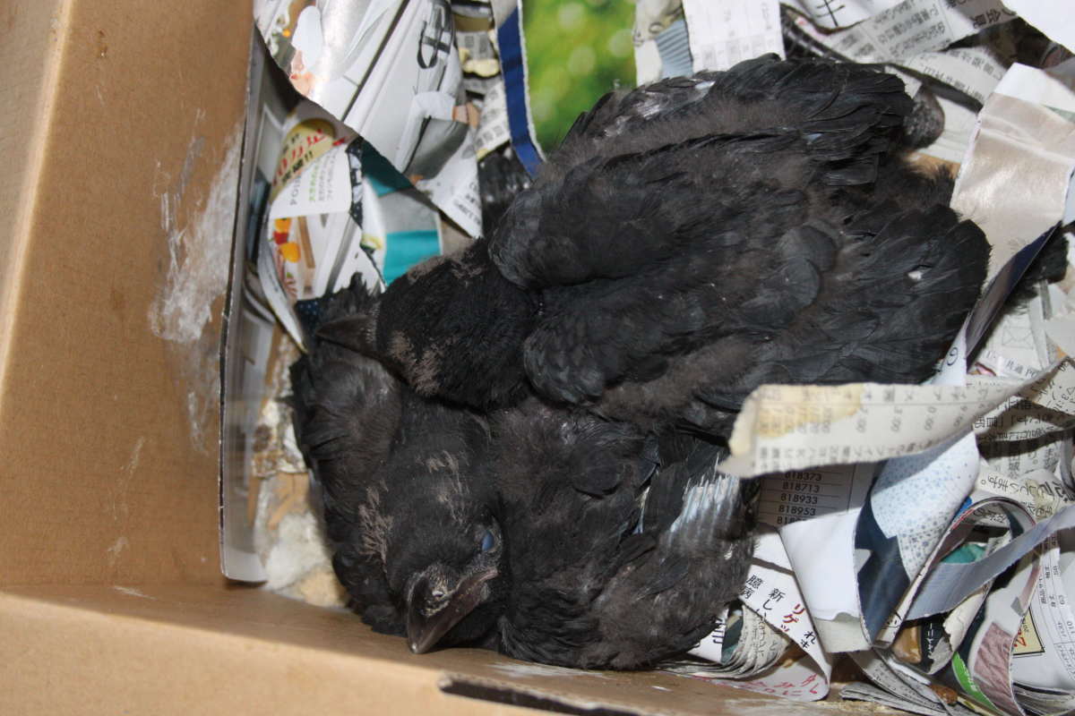 ハシブトガラス