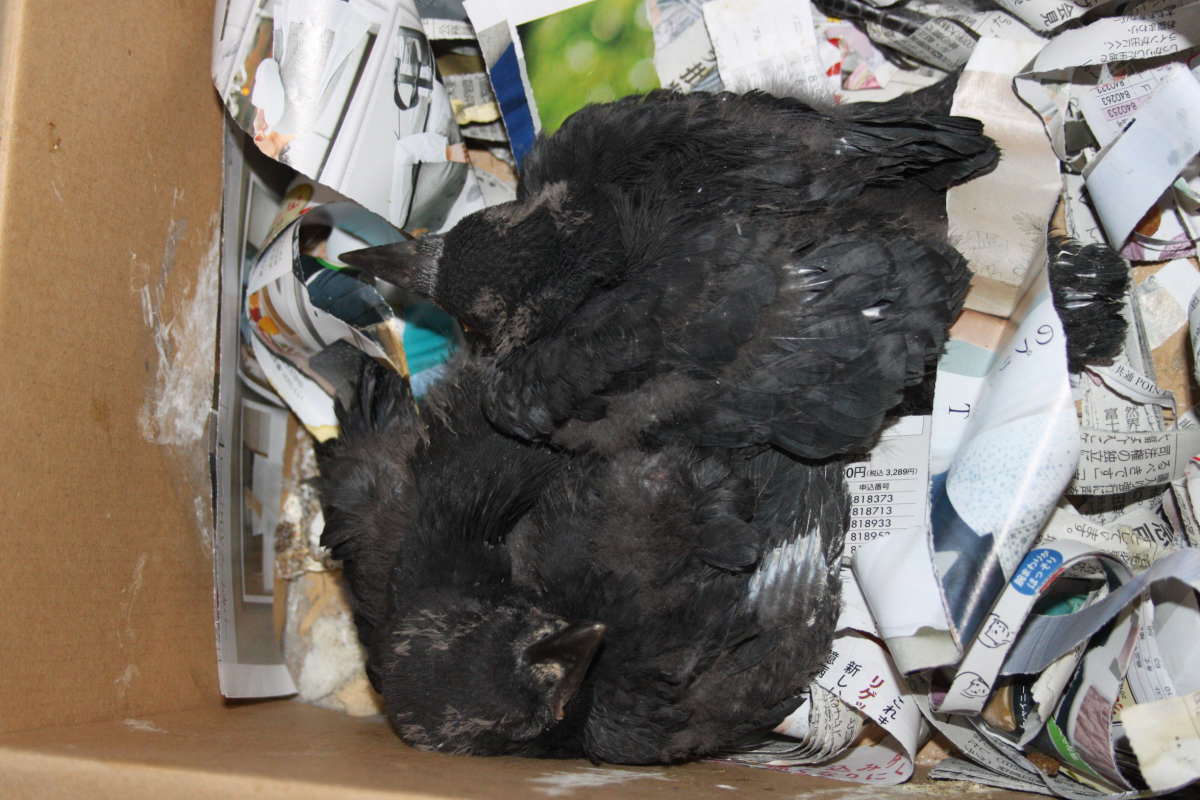 ハシブトガラス