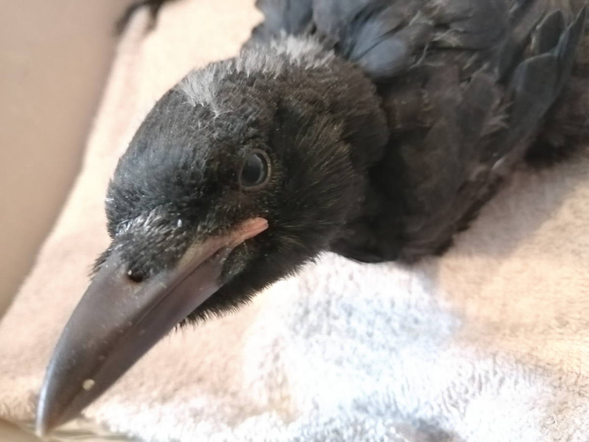 ハシボソガラス