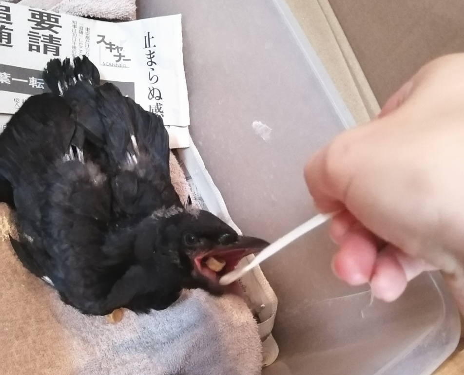 ハシボソガラス