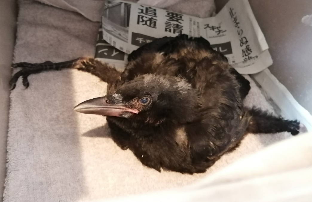 ハシボソガラス