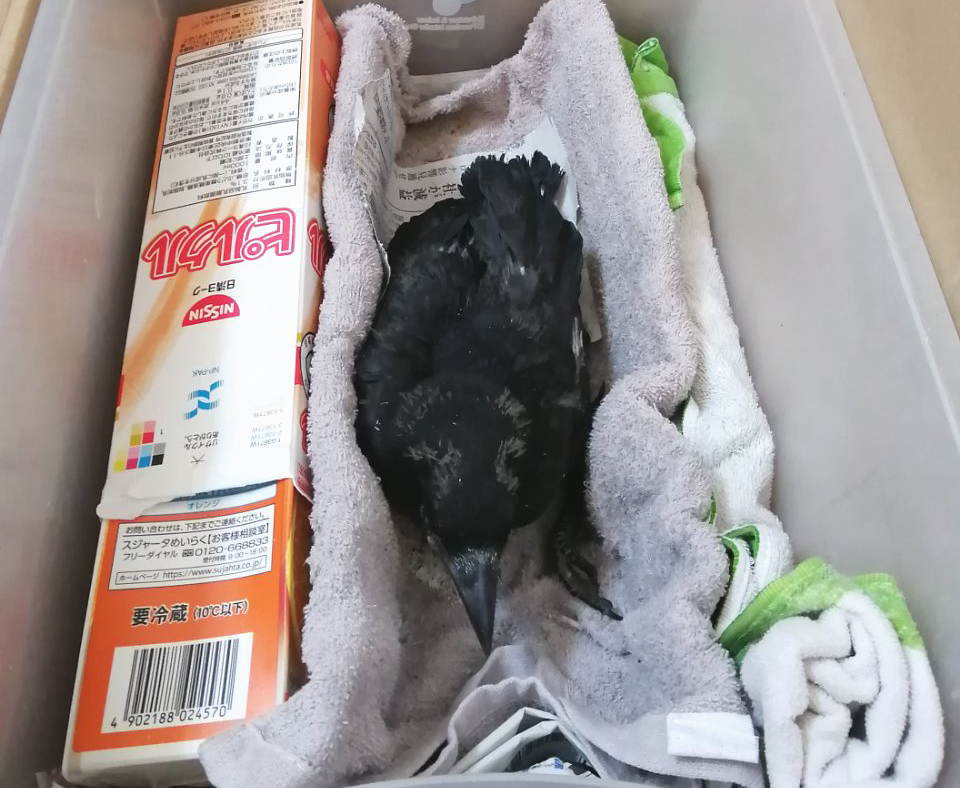 ハシボソガラス