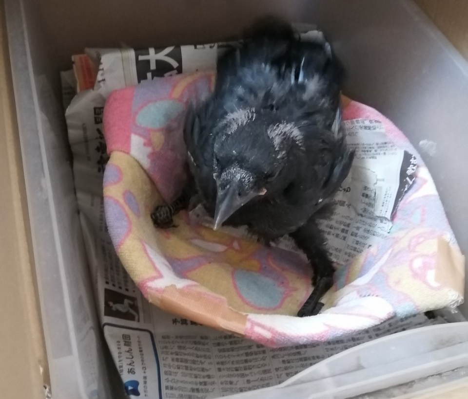 ハシボソガラス