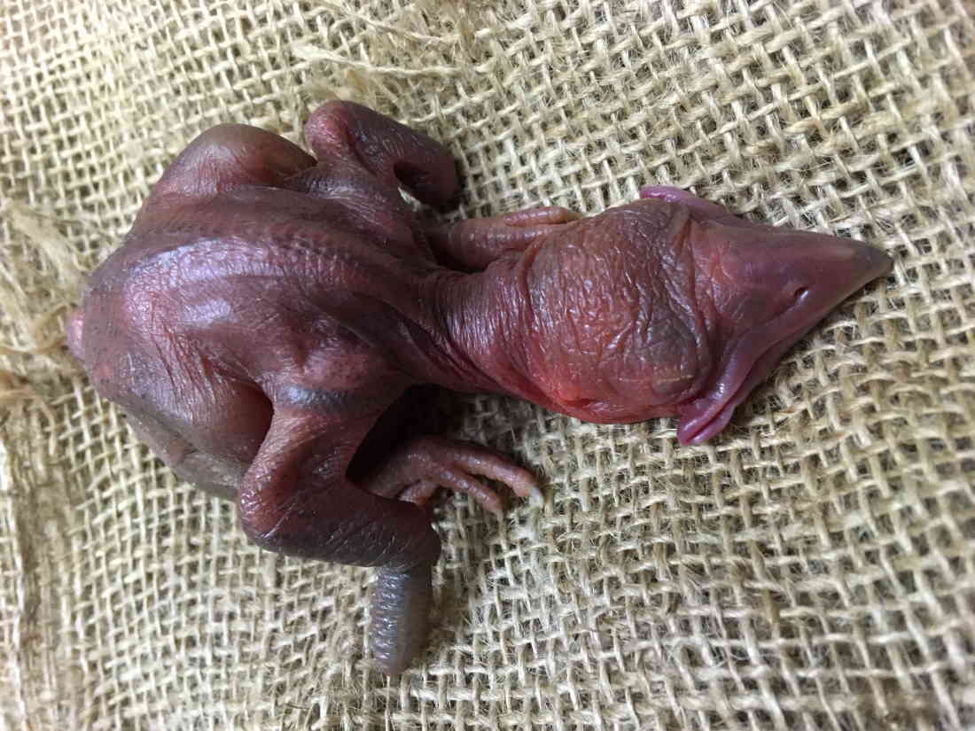 ハシブトガラス