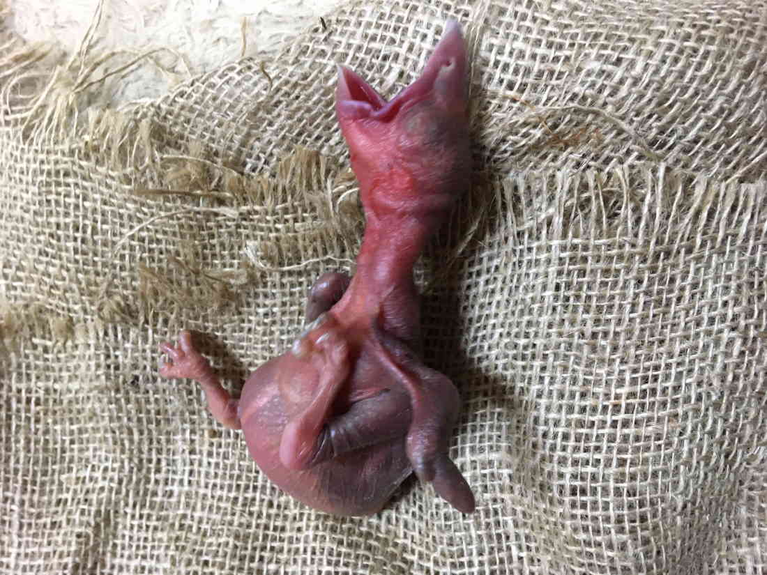 ハシブトガラス