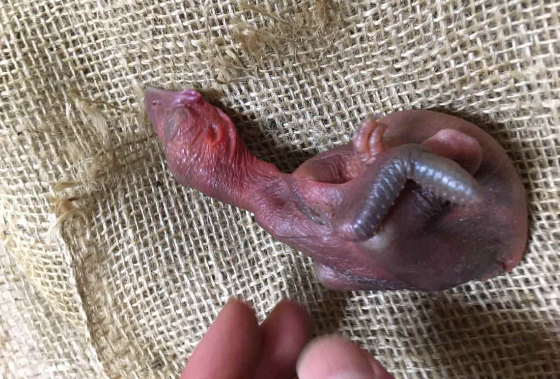 ハシブトガラス