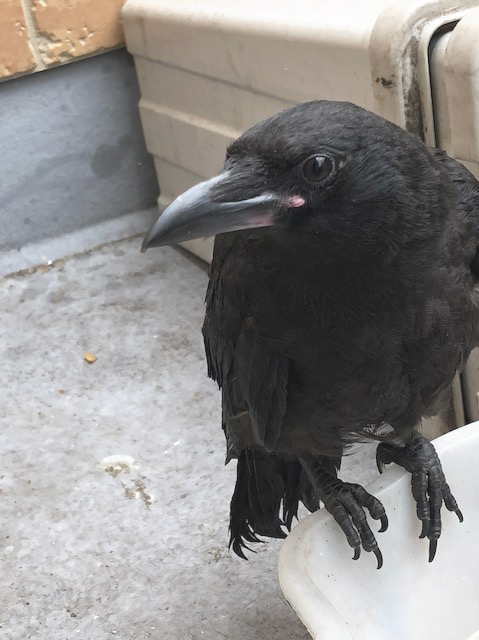 ハシボソガラス