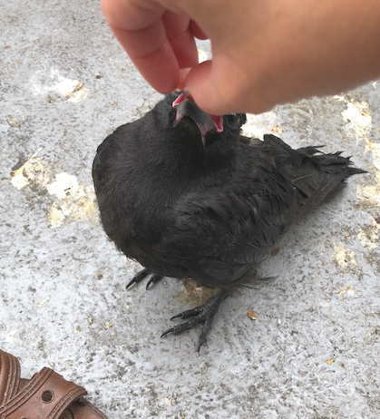 ハシボソガラス