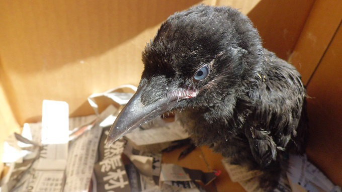 ハシブトガラス