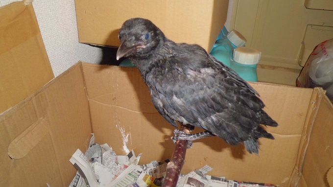 ハシボソガラス