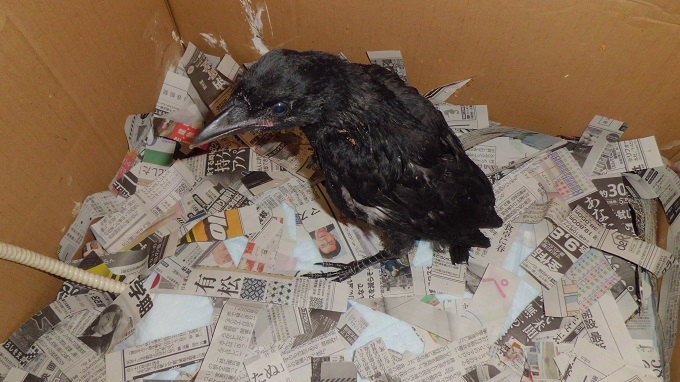 ハシボソガラス