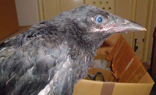 ハシボソガラス