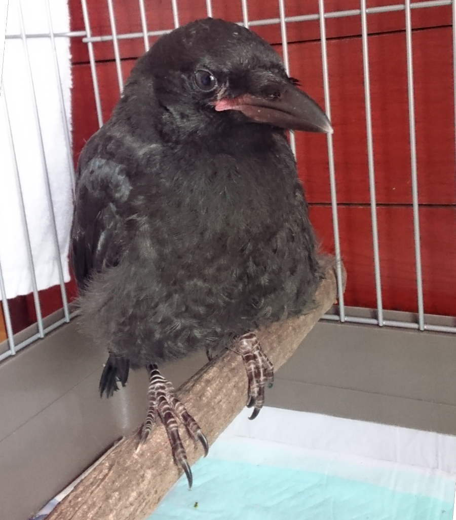 ハシブトガラス