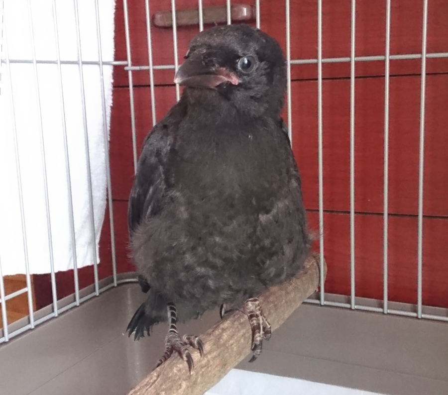 ハシボソガラス