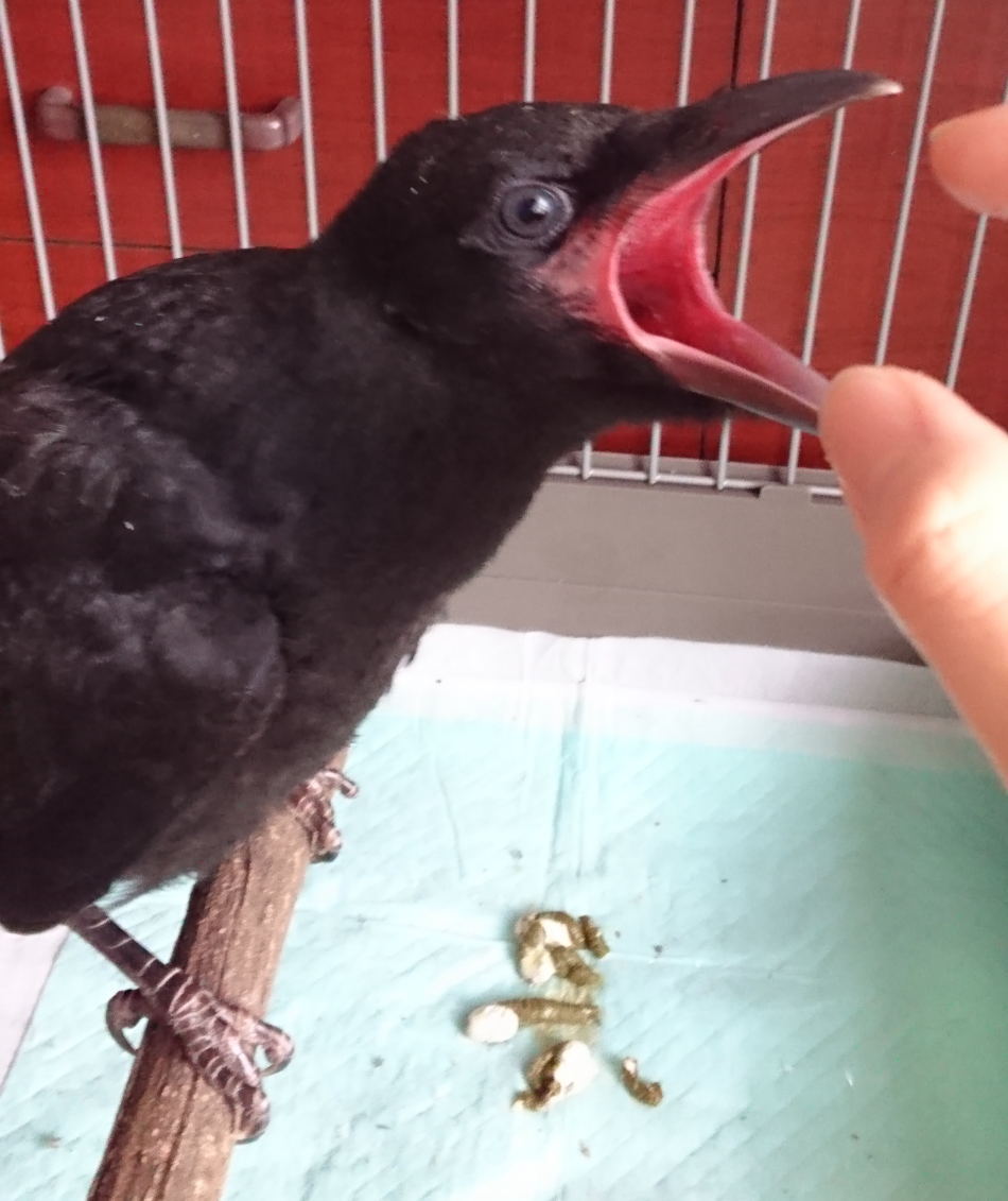 ハシボソガラス