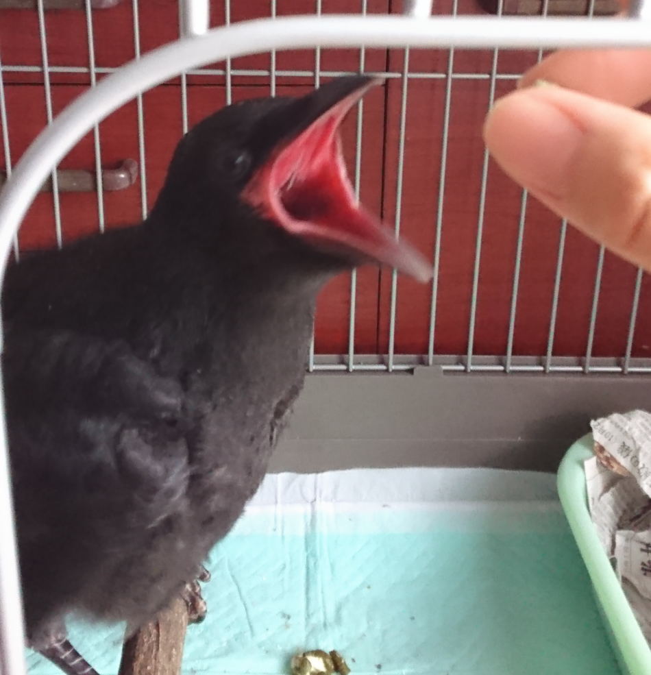 ハシボソガラス