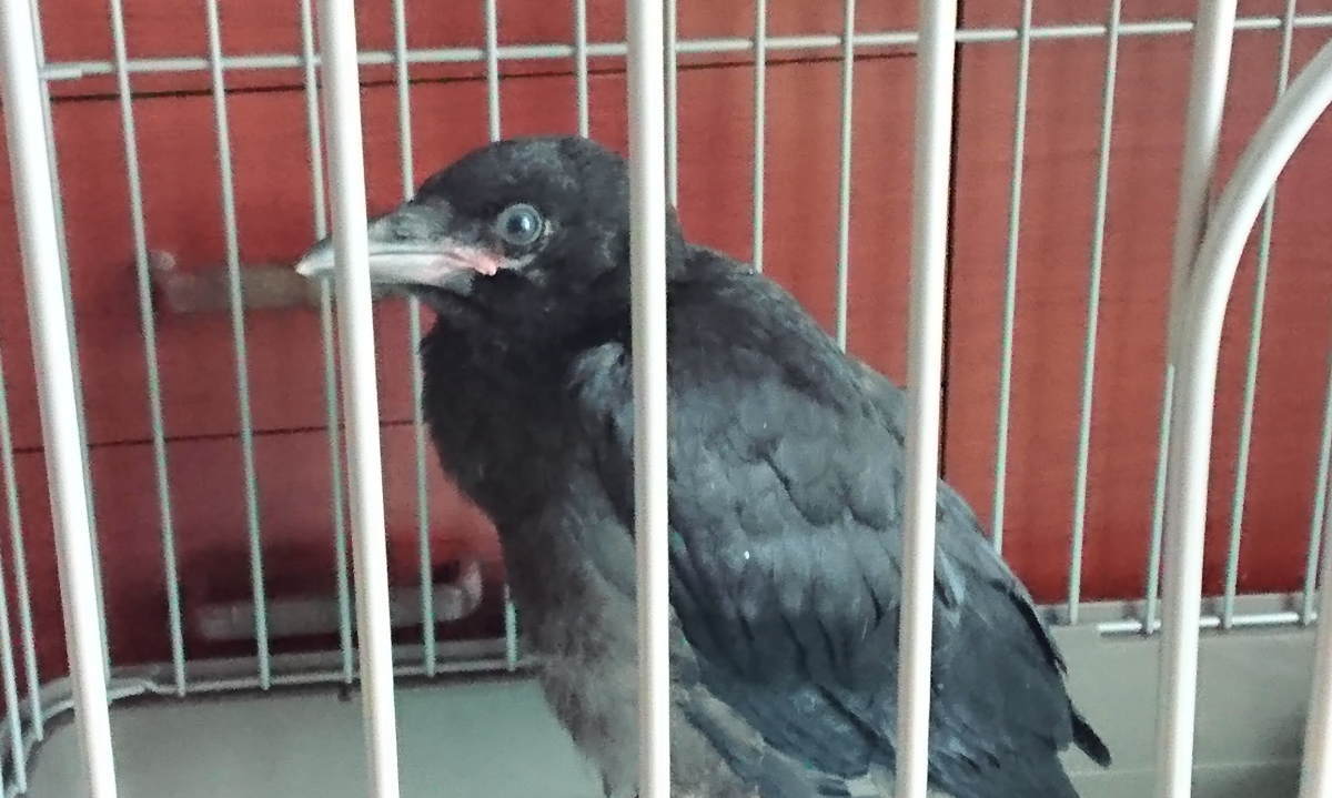 ハシボソガラス