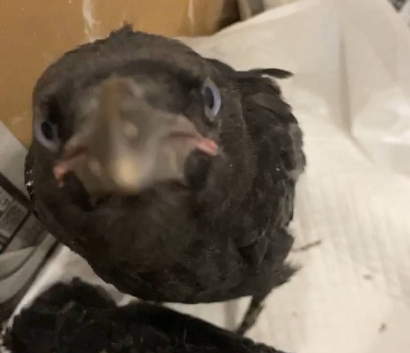 ハシボソガラス