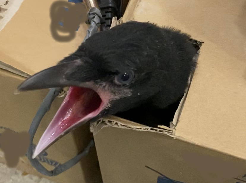 ハシボソガラス