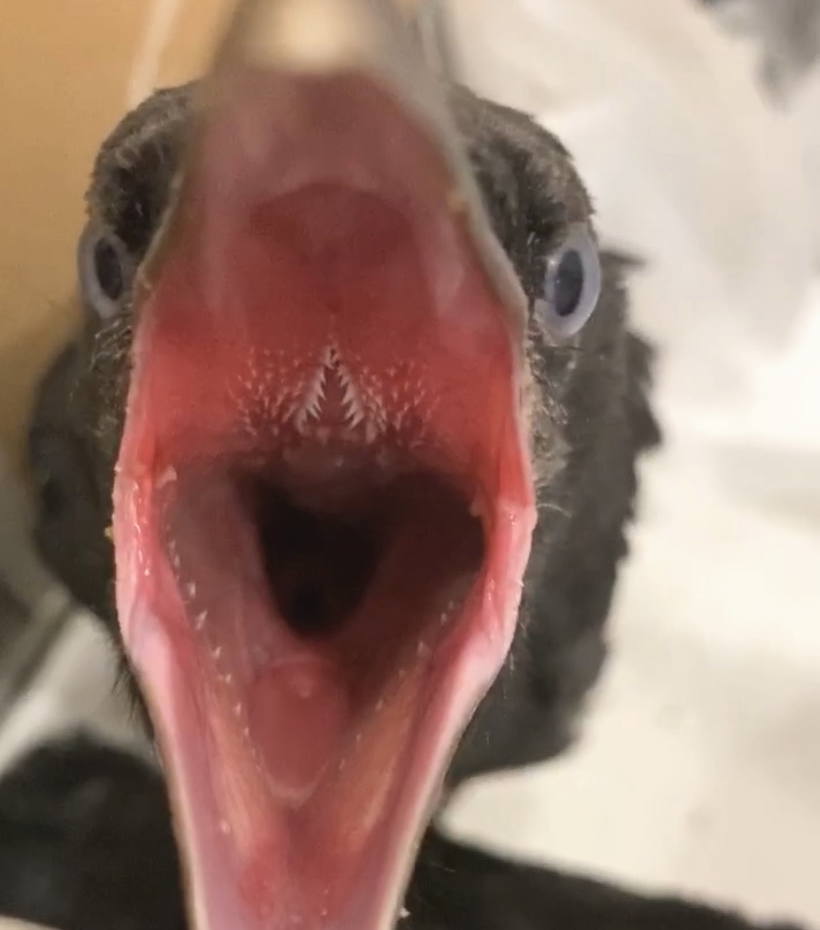 ハシボソガラス