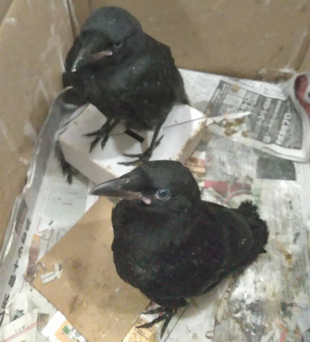 ハシボソガラス