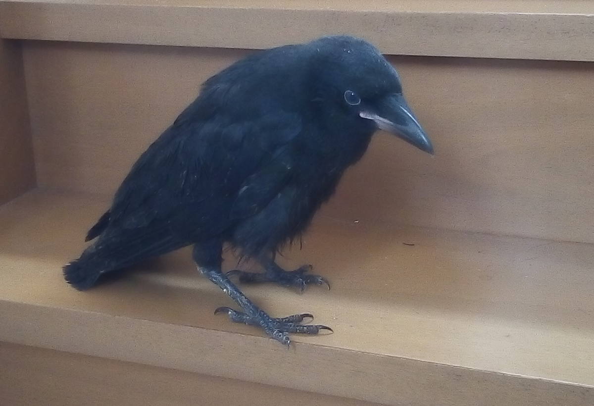 ハシボソガラス