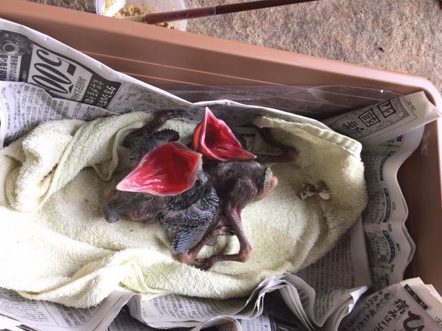 ハシボソガラス