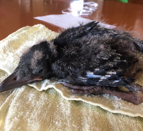 ハシボソガラス