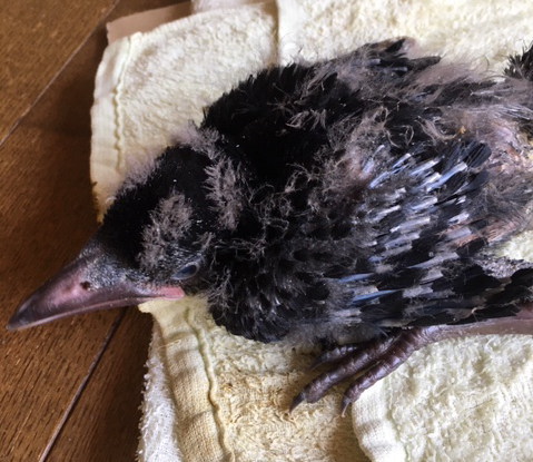 ハシボソガラス