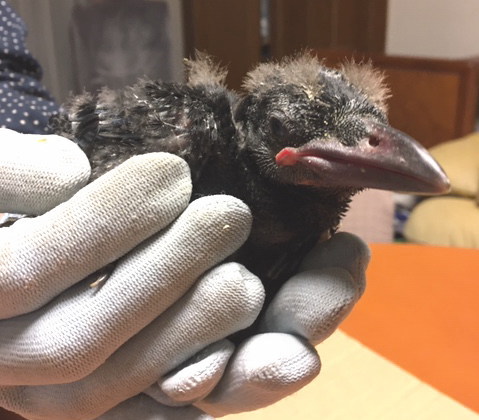 ハシボソガラス