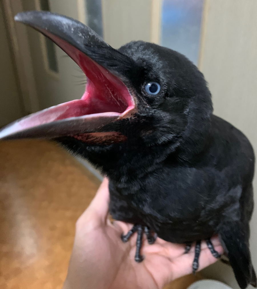 ハシボソガラス