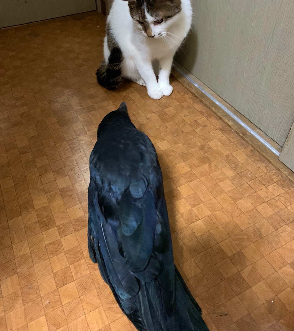 ハシボソガラス