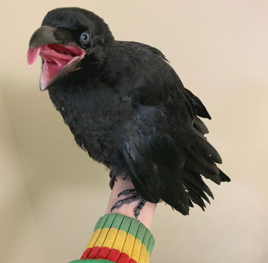 ハシボソガラス