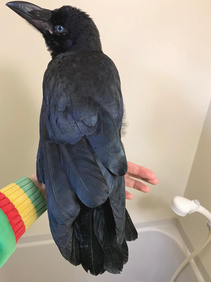 ハシボソガラス