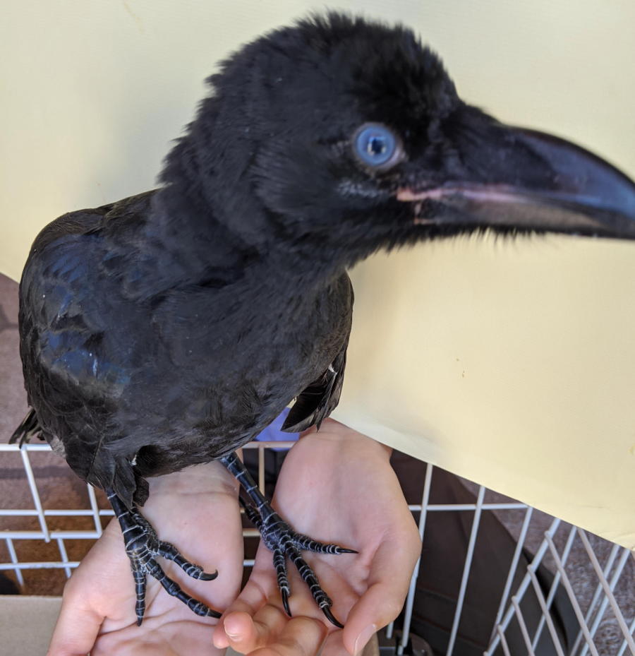 ハシボソガラス