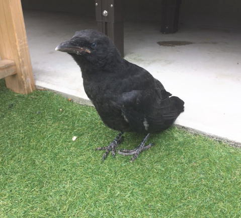 ハシボソガラス