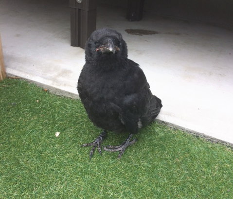 ハシボソガラス