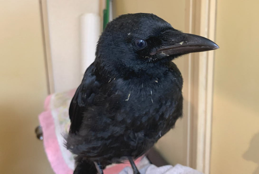 ハシボソガラス