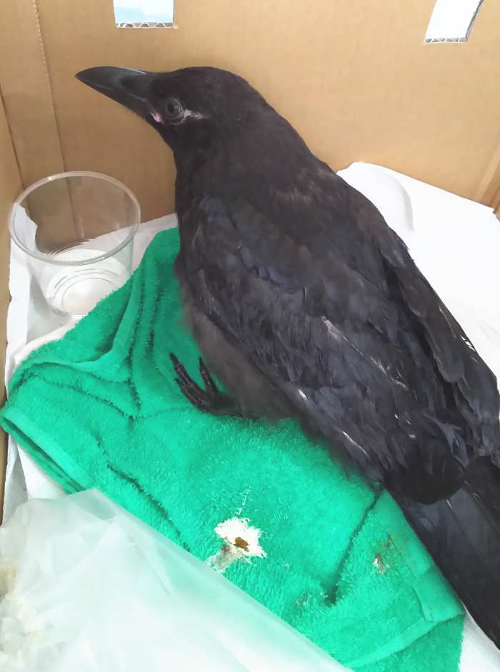 ハシボソガラス