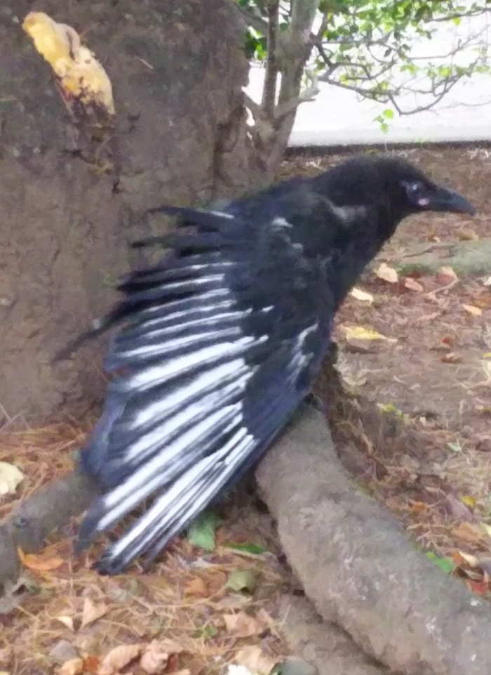 ハシボソガラス