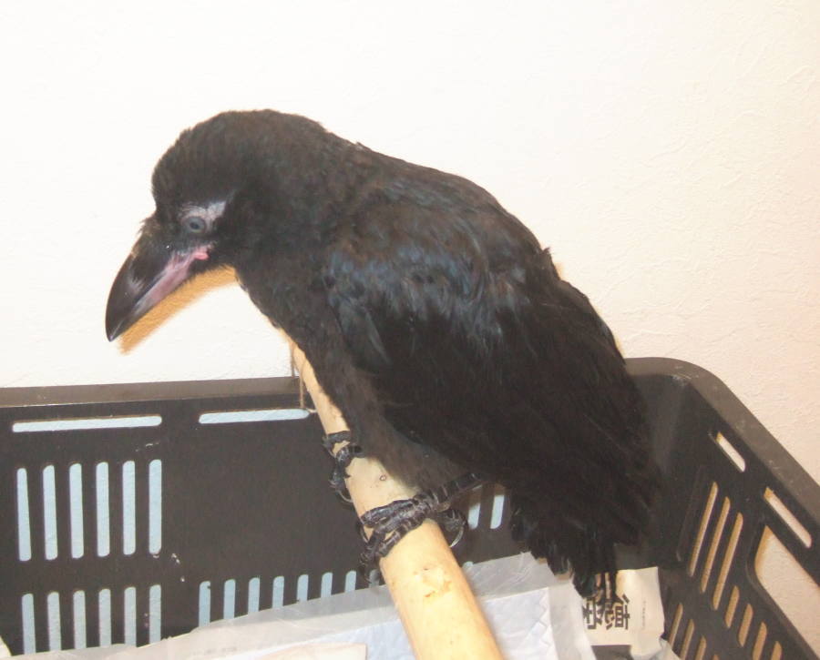 ハシボソガラス